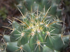 Coryphantha glassii