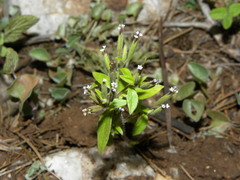 Stevia micrantha