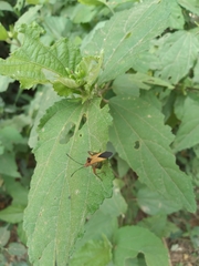 Hypselonotus bitrianguliger