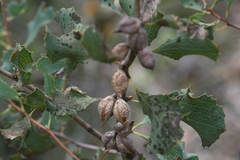 Hakea undulata