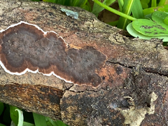 Peniophora malenconii