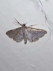 Blepharomastix ranalis