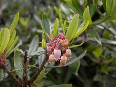 Comarostaphylis polifolia