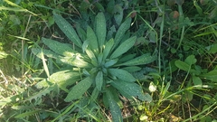Echium vulgare pustulatum