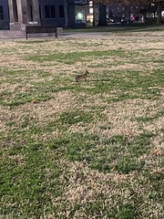 Sylvilagus floridanus