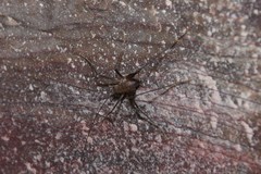 Euhadenoecus puteanus