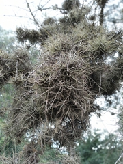 Tillandsia capillaris