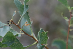 Hakea undulata
