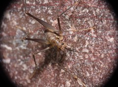 Euhadenoecus puteanus