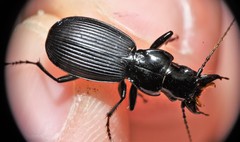 Pterostichus moestus