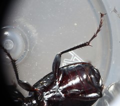 Pterostichus moestus