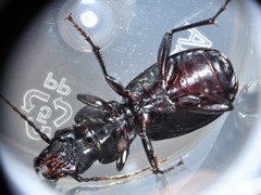 Pterostichus moestus