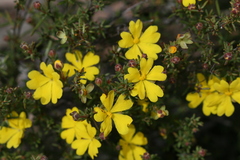 Hibbertia gracilipes
