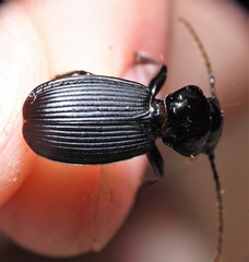 Pterostichus moestus