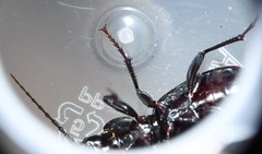 Pterostichus moestus