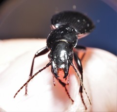Pterostichus moestus