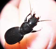 Pterostichus moestus