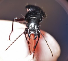 Pterostichus moestus