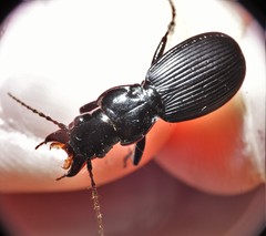 Pterostichus moestus