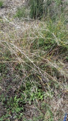 Eulobus californicus