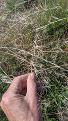 Eulobus californicus