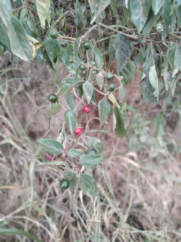 ulupica pepper (Capsicum eshbaughii)