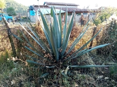Agave tequilana