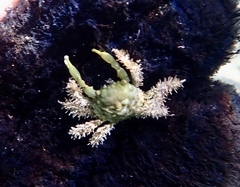 Mithraculus sculptus