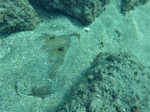 Speckled guitarfish (Pseudobatos glaucostigmus) — Rhinobatidae