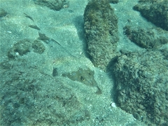 Pseudobatos glaucostigma