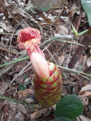 Costus zamoranus