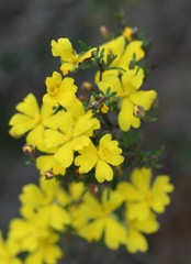 Hibbertia gracilipes