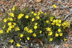 Hibbertia gracilipes