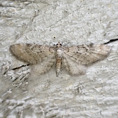Eupithecia matheri