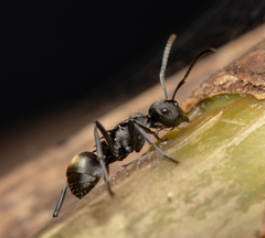 Polyrhachis mjobergi