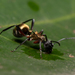 Red-thighed Polyrhachis - Photo (c) Nigel Main, some rights reserved (CC BY), uploaded by Nigel Main