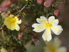 Hibbertia gracilipes