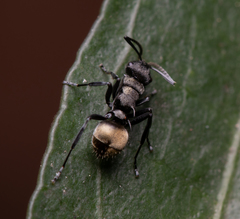 Polyrhachis mjobergi