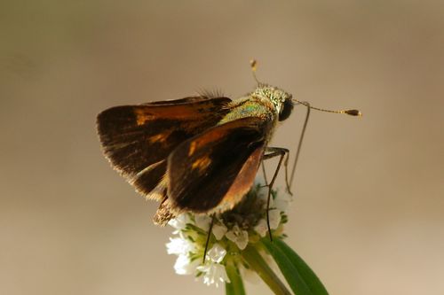 Baracoa Skipper photo 3