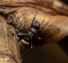 Polyrhachis mjobergi