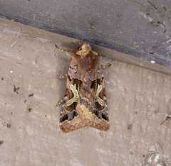 Cerastis enigmatica