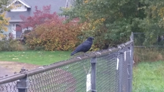 Corvus brachyrhynchos