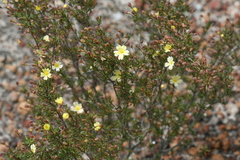 Hibbertia gracilipes