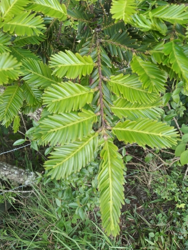 Pectinopitys exigua (Pectinopitys exigua)