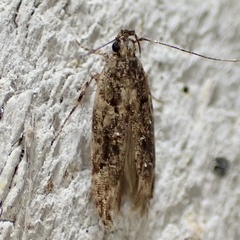 Prostomeus brunneus