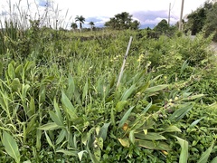 Canna glauca