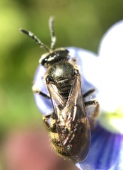 Lasioglossum bruneri