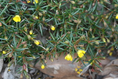 Hibbertia acerosa