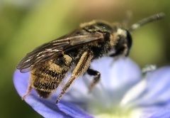 Lasioglossum bruneri