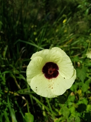 Hibiscus diversifolius diversifolius